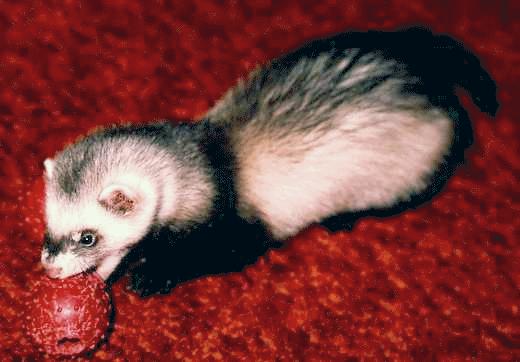 ferret_i.jpg